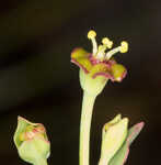 Florida pineland spurge